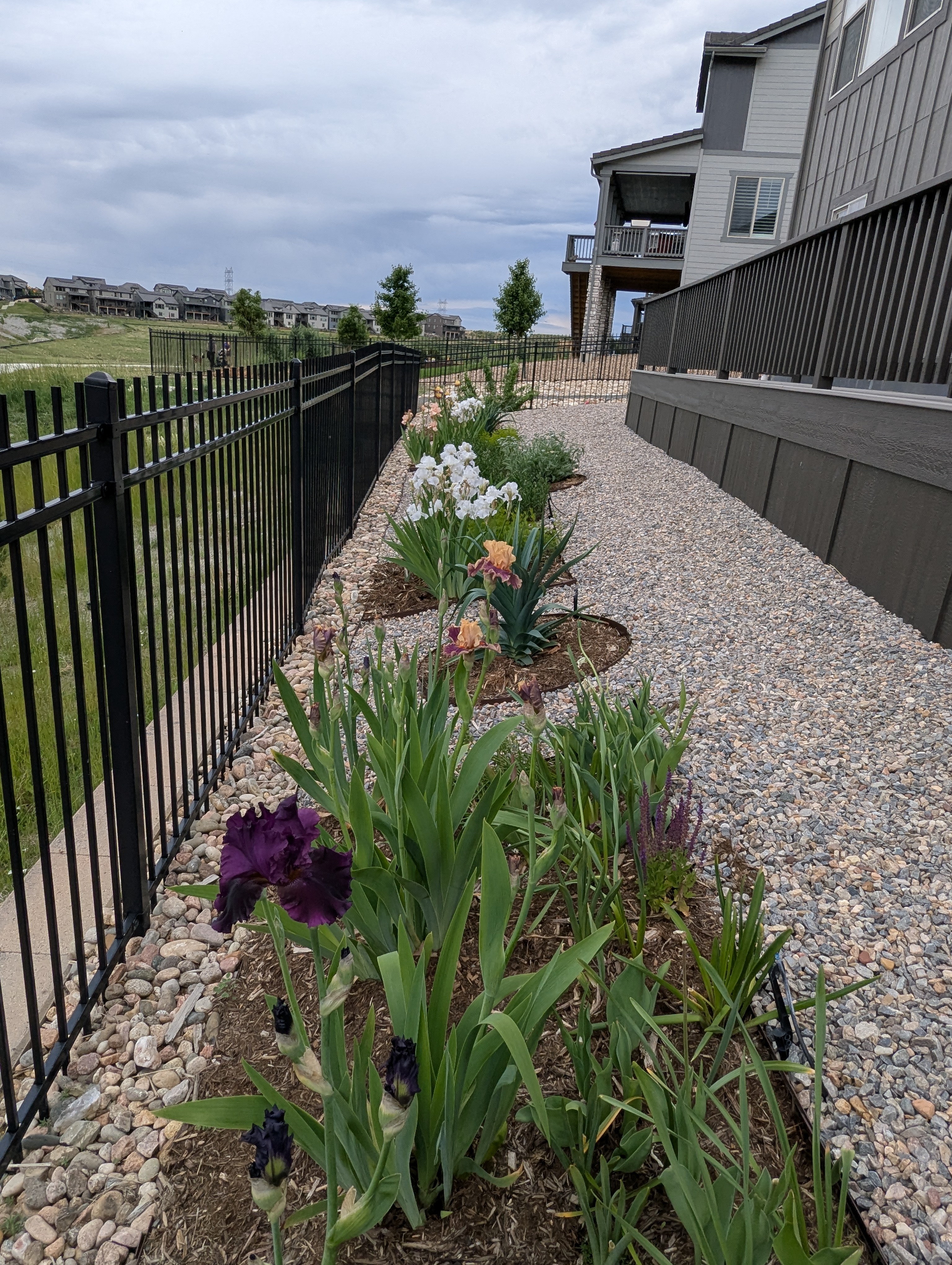 Garden, Flowers, Morrison, Colorado